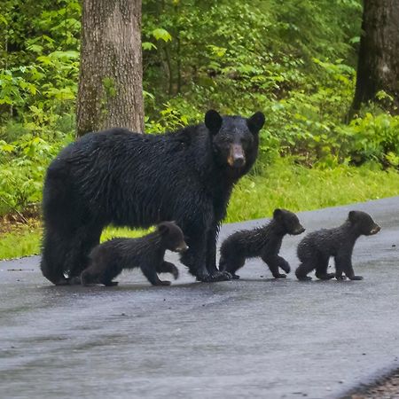 Papa Bear, Hot Tub, Wifi, 1089 Free Tickets Each Paid Day, Dollywood And More Sevierville Ngoại thất bức ảnh