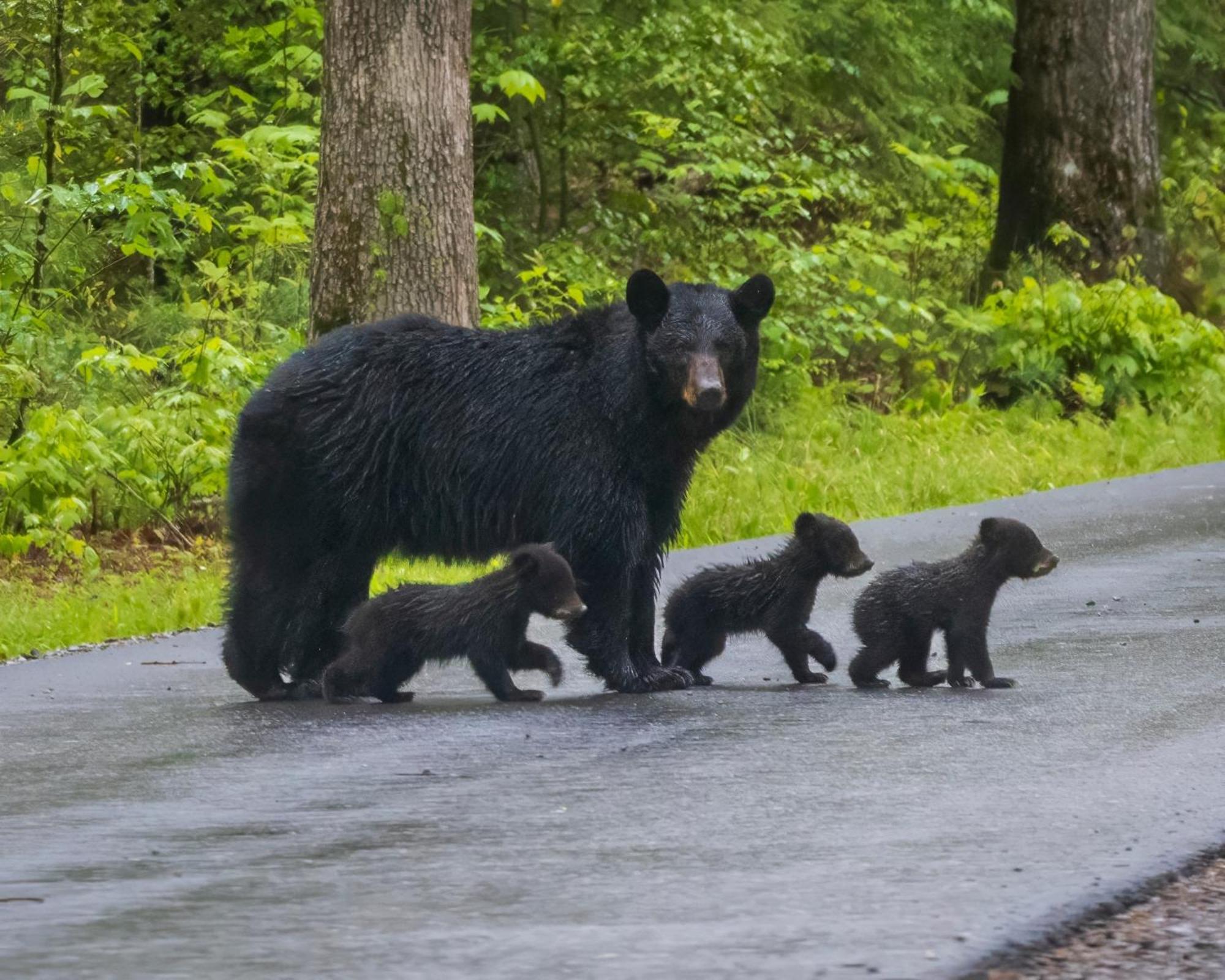 Papa Bear, Hot Tub, Wifi, 1089 Free Tickets Each Paid Day, Dollywood And More Sevierville Ngoại thất bức ảnh